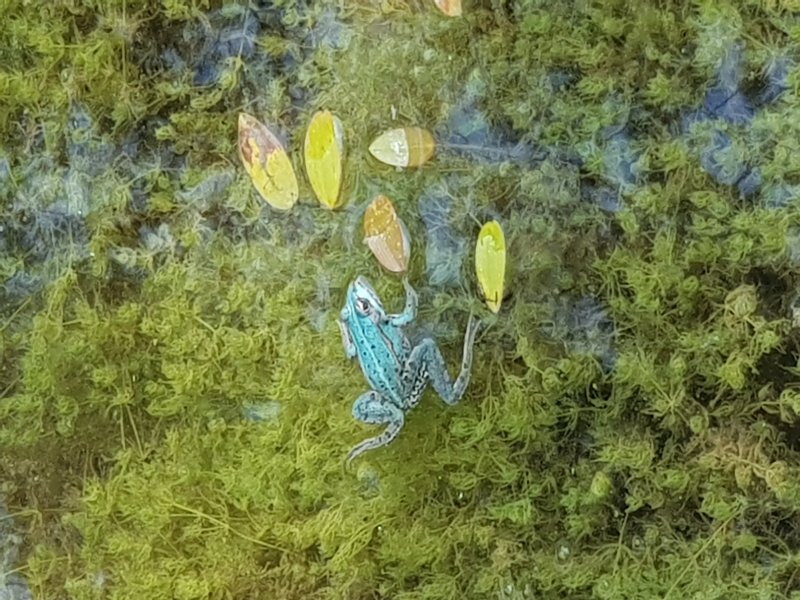 GRENOUILLE VERTE BLEUE.Lors de notre visite à l'Arboretum des Grandes Bruyères quelle ne fût pas ma surprise de voir une grenouille bleue. BRUNO GODET